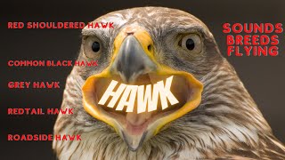 Hawk Sounds  Hawk  Red tailed hawk call  Hawk breeds [upl. by Meda182]