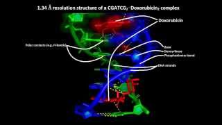 How anticancer drugs work – Molecular mechanism of action of doxorubicin or adriamycin [upl. by Llennaj727]