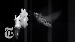 How Hawkmoths See at Dusk  ScienceTake  The New York Times [upl. by Osber]