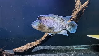 Dovii wolf cichlid in 400G tank [upl. by Ioved]