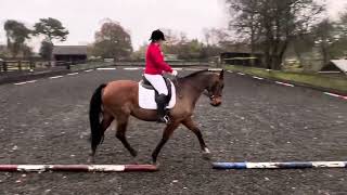 Katherine Clewley riding Renkum Calamity Novice 1 2024 British Dressage Test Erider Xmas cracker [upl. by Aliahs]