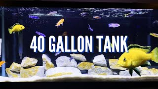 Top 5 Cichlid Tank Setups for a 40 Gallon Aquarium [upl. by Symons]