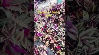 Rio Plant  Rhoeo Plant plants garden reels viralreels indoorplants trending [upl. by Gschu]