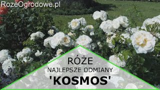 Róża rabatowa KOSMOS® [upl. by Shiff]