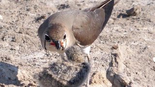 Pernice di mare pulcini  Collared Pratincole chicks Glareola pratincola [upl. by Tenrag]