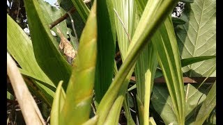 Tanam Coelogyne asperata di Full Sun  Anggrek Indonesia [upl. by Maurilia]