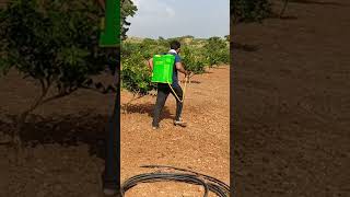 చీని తోట లో ఒక షార్ట్ agriculture horticulture villagelife farming farmer hardwork [upl. by Luise840]