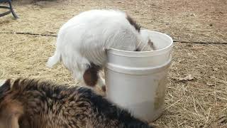 Mmmm This sure is good Doeling eating out of feed bucket [upl. by German]