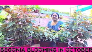 Begonia Update My Begonia Collection amp Huge blooming  nirakar shanti vlog [upl. by Birk874]