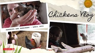 Chickens Chores and Cooking  April 2024 VLOG [upl. by Gnen307]