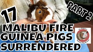 PART 2 Intake Video of 17 Malibu Fire Guinea Pig Surrenders [upl. by Lati236]