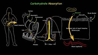 Carbohydrate Glucose Absorption [upl. by Afnin618]