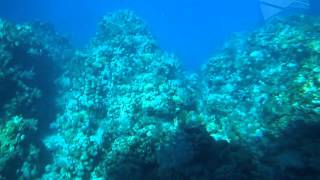 Honduras  Roatan 2016  Coral Reef Explorer [upl. by Atinrahs]