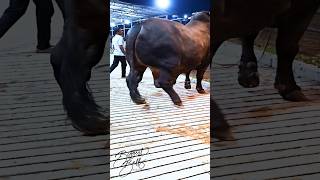 Mighty 1200 kg bull returns to the barn after a display session [upl. by Peggir294]