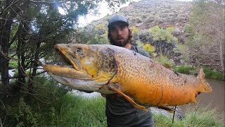 BIGGEST FISH I’VE EVER SEEN State Record Tiger Trout [upl. by Osyth]