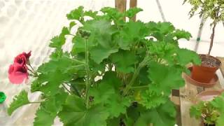 Unique Pelargoniums and Harvesting Pelargonium seed [upl. by Luelle405]