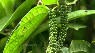 Black Pepper plantation in Karnataka [upl. by Kirst]