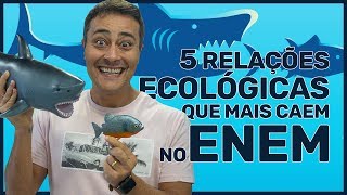 5 RELAÇÕES ECOLÓGICAS que mais caem no ENEM [upl. by Vilhelmina]