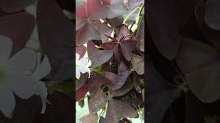 Oxalis triangularis Butter fly plantshorts youtubeshorts prabhakiphulwari [upl. by Minerva]