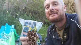 Potting up Cypripedium calceolus hardy lady slipper orchids care amp cultivation in inorganic media [upl. by Markiv]