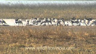 Birds carnival in the Little Rann of Kutch [upl. by Jacky]