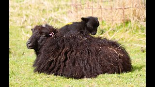 Funny ouessant lambs are playing [upl. by Sower382]