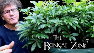 A Detailed Pruning of my Schefflera arboricola Bonsai The Bonsai Zone Sept 2020 [upl. by Kironde]