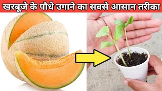 खरबूजे के पौधे बीज से उगाने का सबसे आसान तरीका  easily grow muskmelon plants from seeds [upl. by Ylrak]