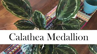 Calathea Medallion Addys Tips for Beginners [upl. by Luebke]