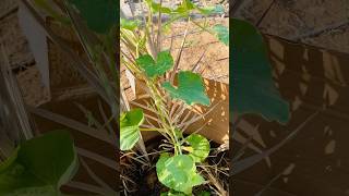 How to Growing Rockmelon in Pots টবে সাম্মাম চাষ করার পদ্ধতি [upl. by Anoed]