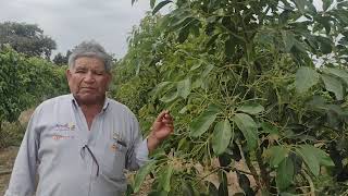 UNIGROW PARA CONTROL DE NEMATODOS Y HONGOS EN CULTIVO DE PALTA EN OLMOS PERU II [upl. by Sang]