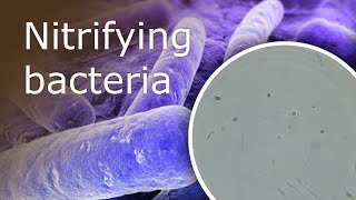 All About Nitrifying Bacteria in Your Aquarium What they Are and Where Can You Find Them [upl. by Benson]