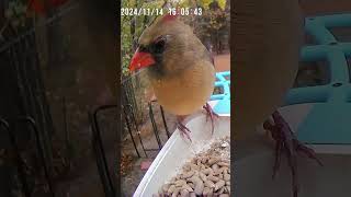 Cute Female Cardinal Up Close At Our Bird Feeder cardinal birds wildbirds wildlife birdfeeder [upl. by Ginsburg]