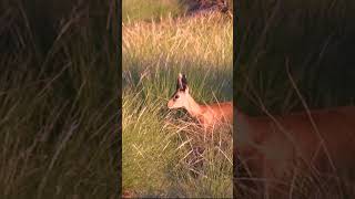 Where is the steenbok going shortsyoutube [upl. by Yonit126]