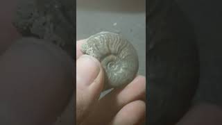 Pyrite Ammonite [upl. by Davide831]