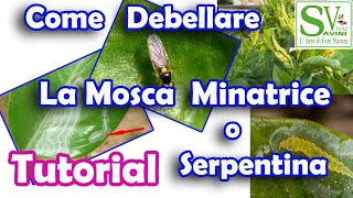 Come debellare la mosca minatrice dalle piante di agrumi [upl. by Aralc]