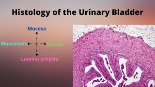 Histology of the Urinary Bladder [upl. by Towrey]