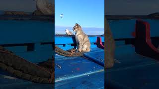 cat essaouira mogador morocco [upl. by Eldwun]