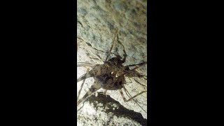 Cave Cricket Orthoptera Insect [upl. by Euqirdor]