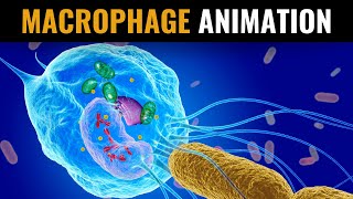 What Are Macrophages and How Do They Destroy Pathogens  Videonium’s SciTech Animations  Part 1 [upl. by Yblocaj]