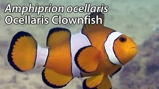 Ocellaris Clownfish Amphiprion ocellaris Stock Footage  PAL DV [upl. by Ganny]