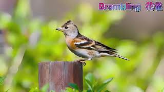 Brambling 花雀 [upl. by Komarek]