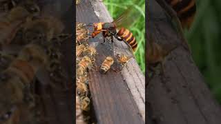 Giant Hornet Group Attack on Honeybee Hive savethebees [upl. by Brietta]