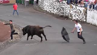 15 Outubro 2021 Tourada São Sebastião Ganadeiro JAF Ilha Terceira Açores [upl. by Bronnie]