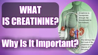 Creatinine What Is It And Why Is It So Important Causes Of High Creatinine Levels [upl. by Ximenez]