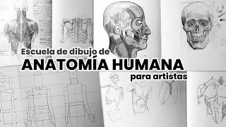 Cómo dibujar el cuerpo humano Paso a Paso [upl. by Athiste]