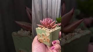 Echeveria Agavoides Hybrid echeveria agavoides echeveriaagavoides cutepots succulentobsession [upl. by Aminta993]