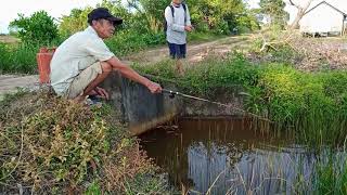 MANCING IKAN BETOK STRIKE TERUS IKAN BETOK DAN IKAN GABUS MANCING IKAN BETOK MELENGKUNG DI JIWA [upl. by Anaxor233]