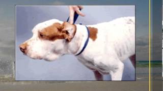 Cancer in Pets  Get to Know Your Pets Lymph Nodes [upl. by Christoffer]