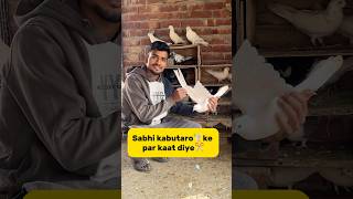 Sabhi kabutaro🕊️ ke par kaat diye✂️ petlover minivlog pigeonvlogger pigeon kabutarvlog birds [upl. by Comyns]